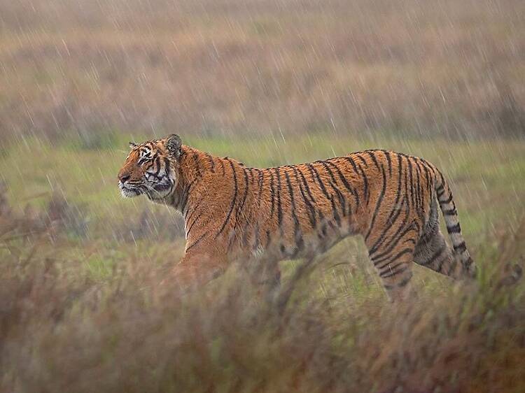 Corbett National Park | Uttarakhand Corbett National Park | Uttarakhand