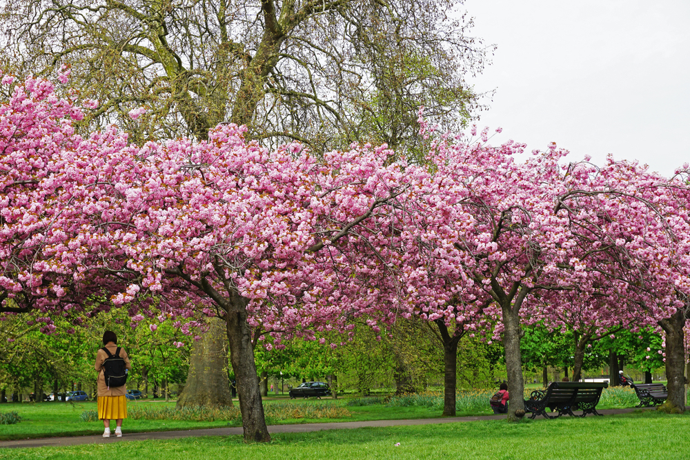 Cherry blossom in Greenwich Park, London