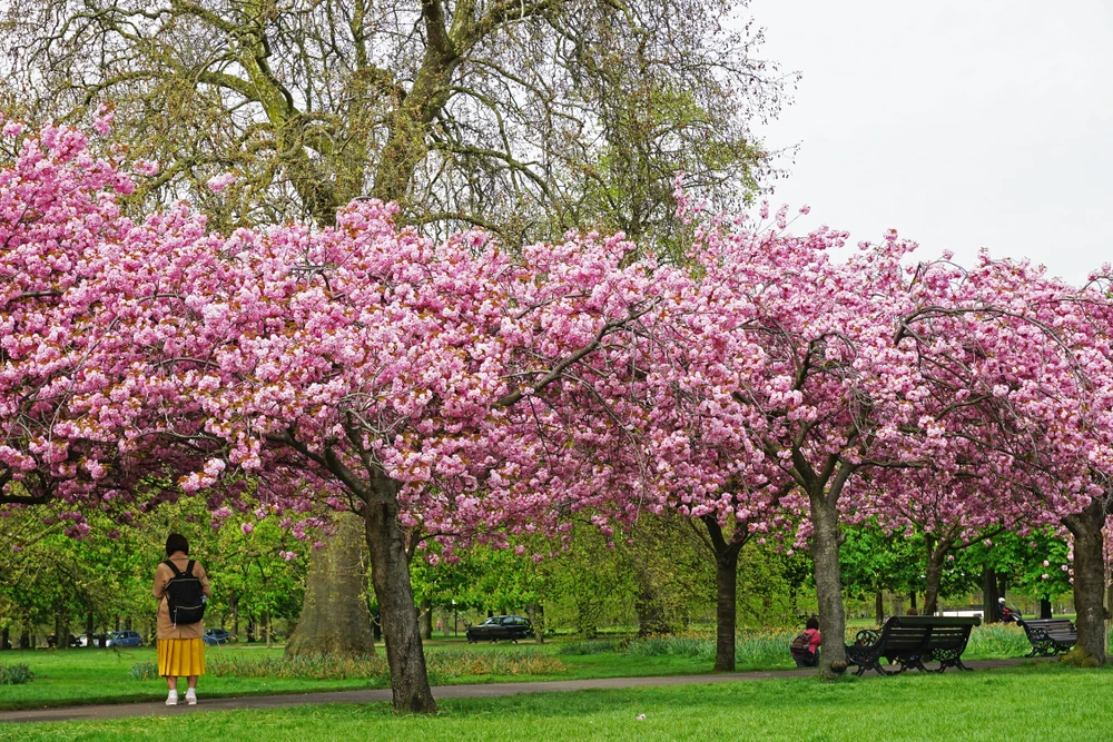 Cherry blossom in Greenwich Park, London