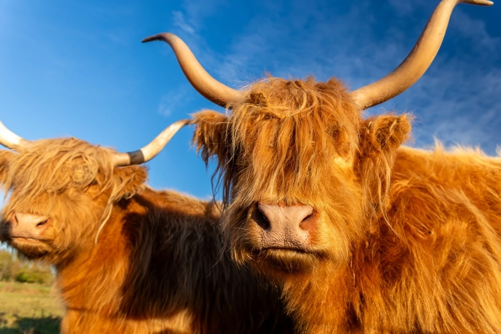Highland cattle