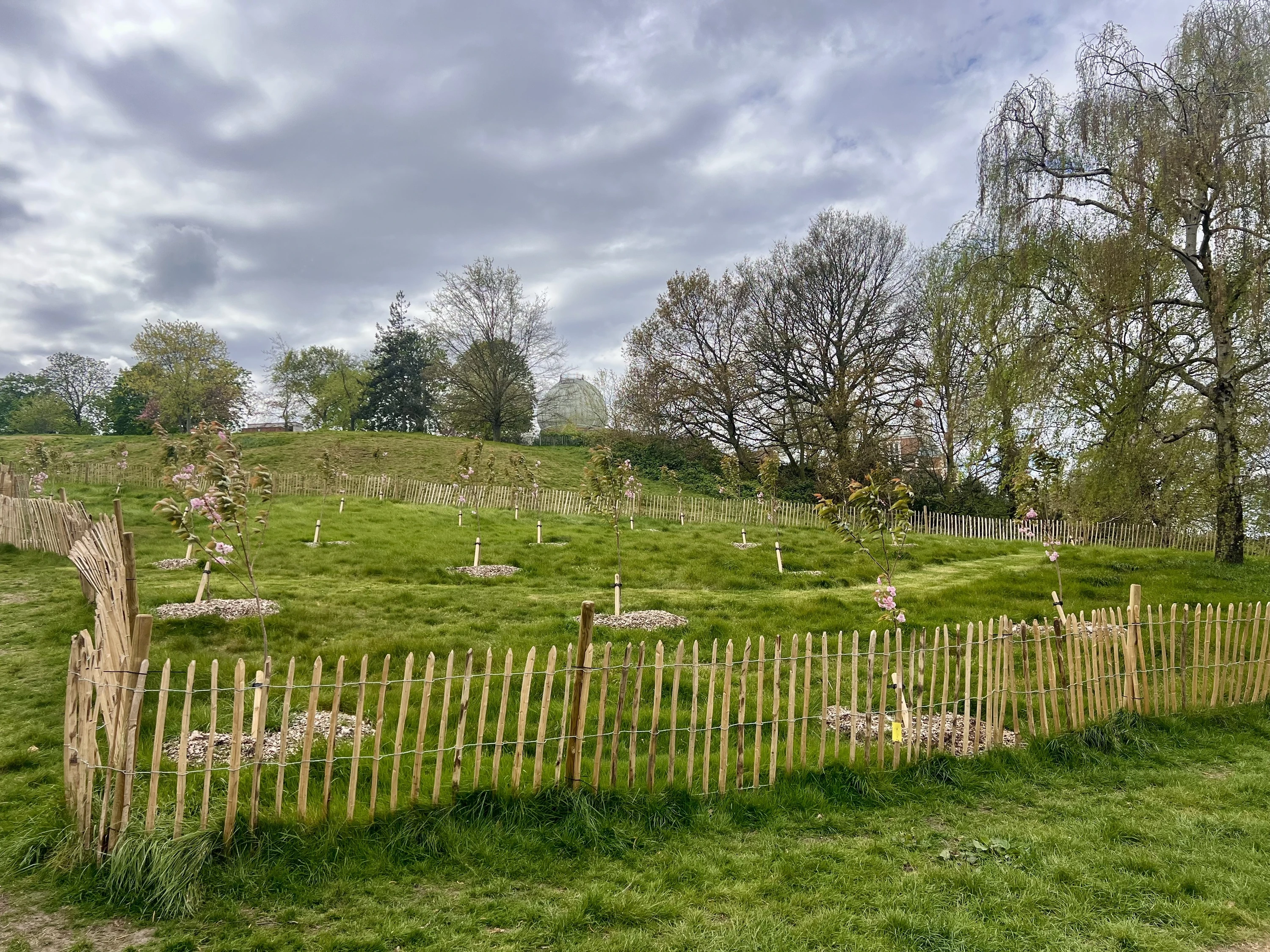 New cherry tree saplings planted behind a fence in Greenwich park