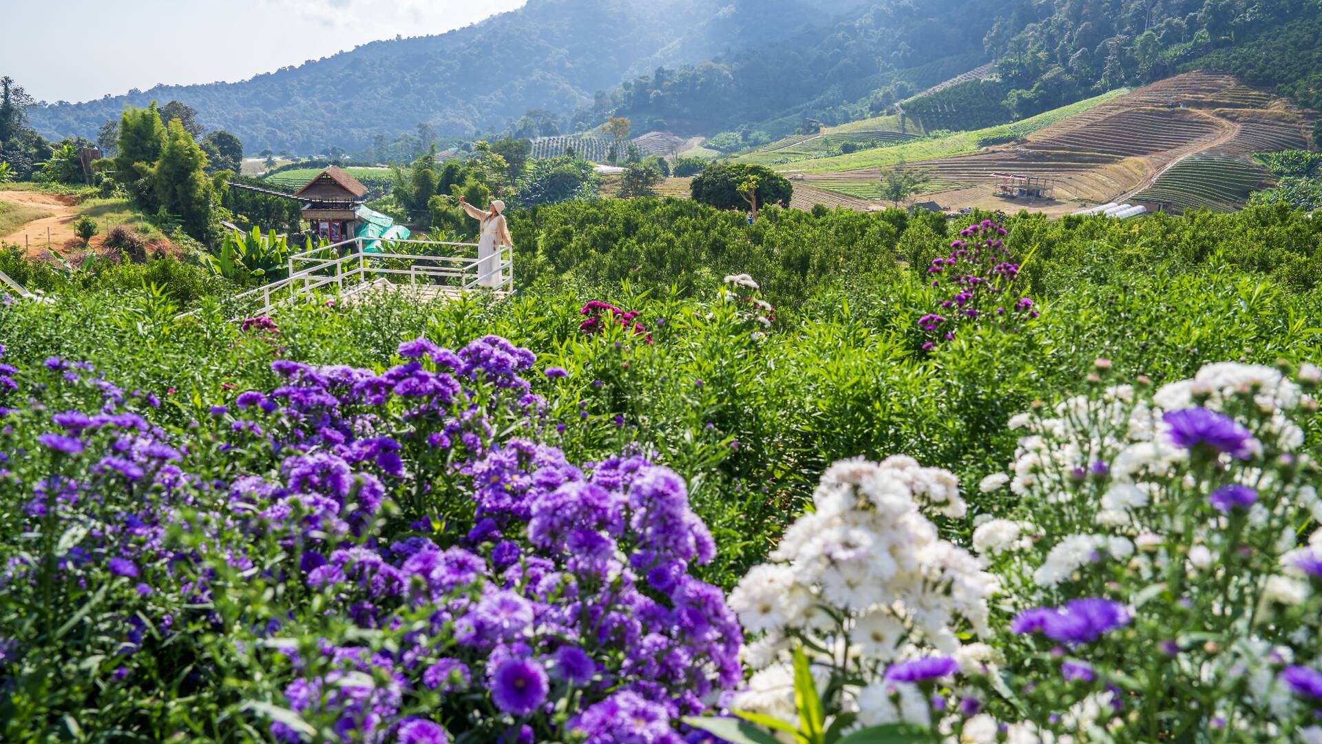 Mon Jam | Travel in Chiang Mai