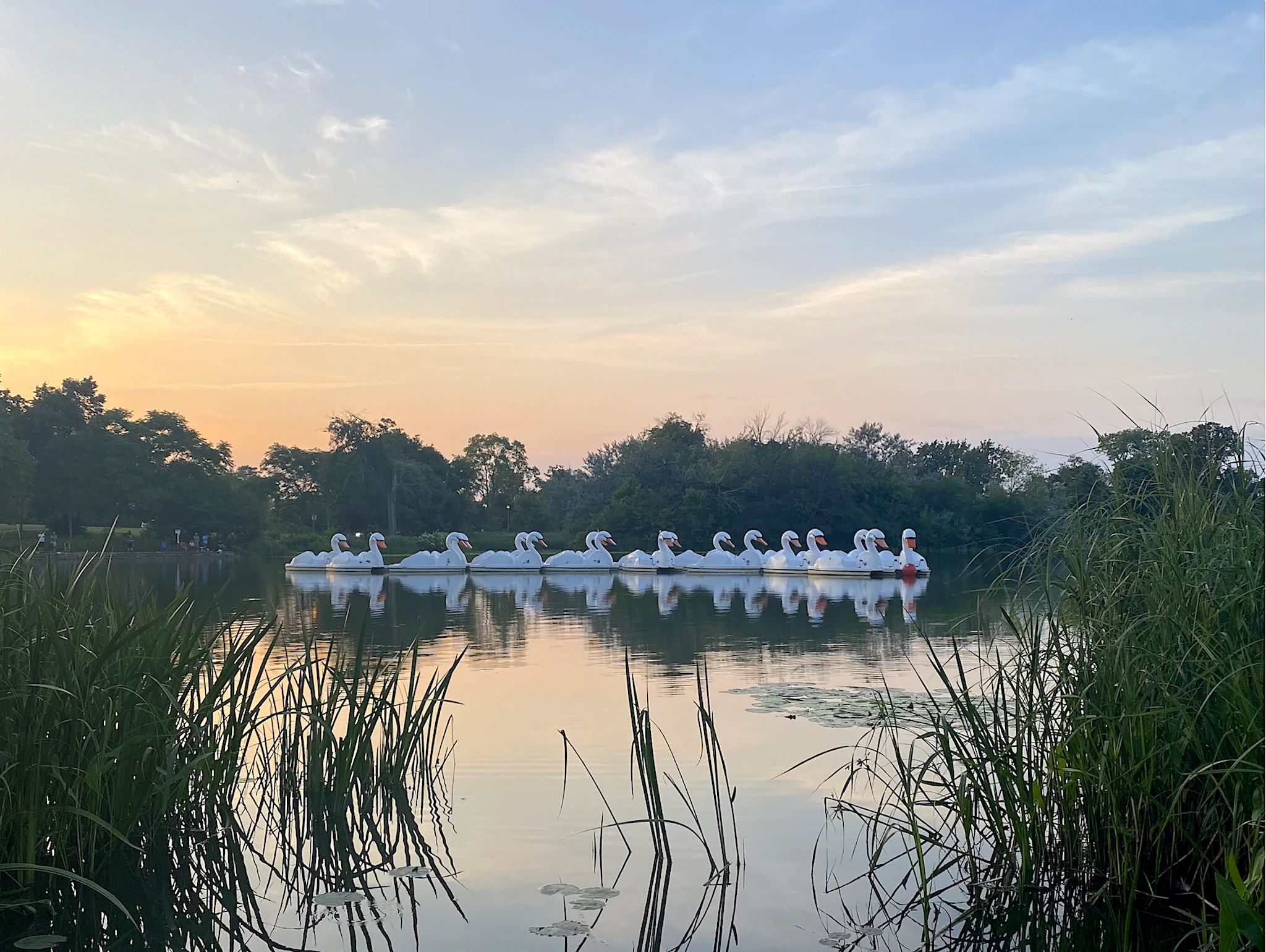 A flock of swan pedal boats sit in the Humboldt Park Lagoon.
