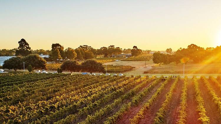 Sip your way through the Swan Valley