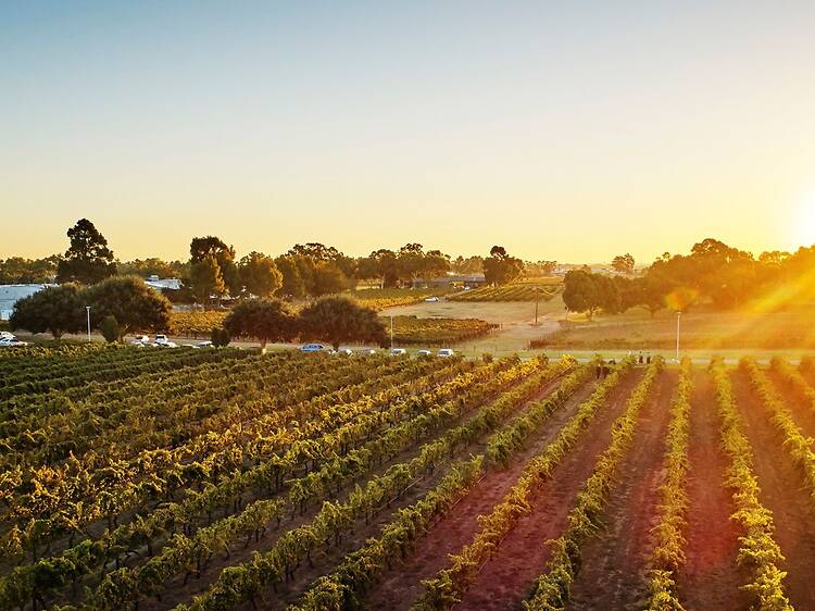 Sip your way through the Swan Valley