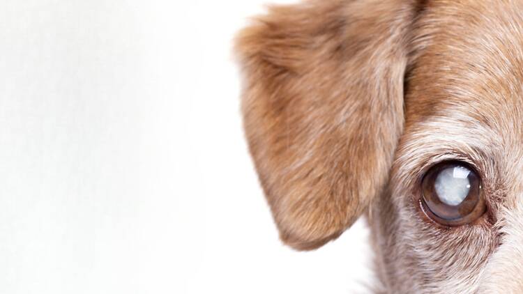 Apply for Thonglor Pet Hospital’s free eye surgery for your pet