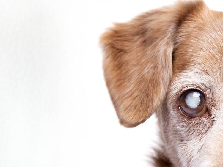 Apply for Thonglor Pet Hospital’s free eye surgery for your pet