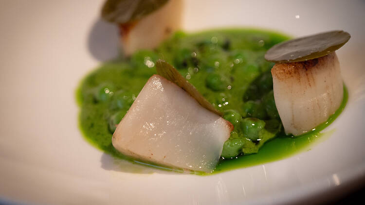 kampasimpukoita vihreässä hernekastikkeessa ravintolassa Alma