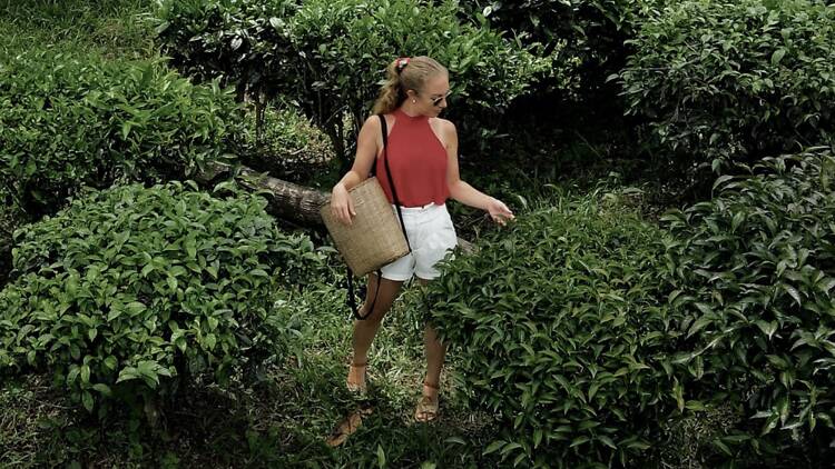 Pick your own tea leaves at the meditative Araksa Tea Garden
