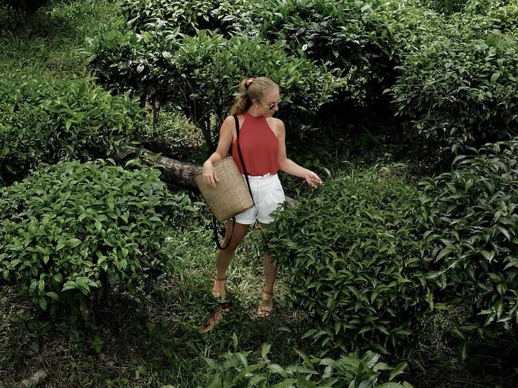Pick your own tea leaves at the meditative Araksa Tea Garden