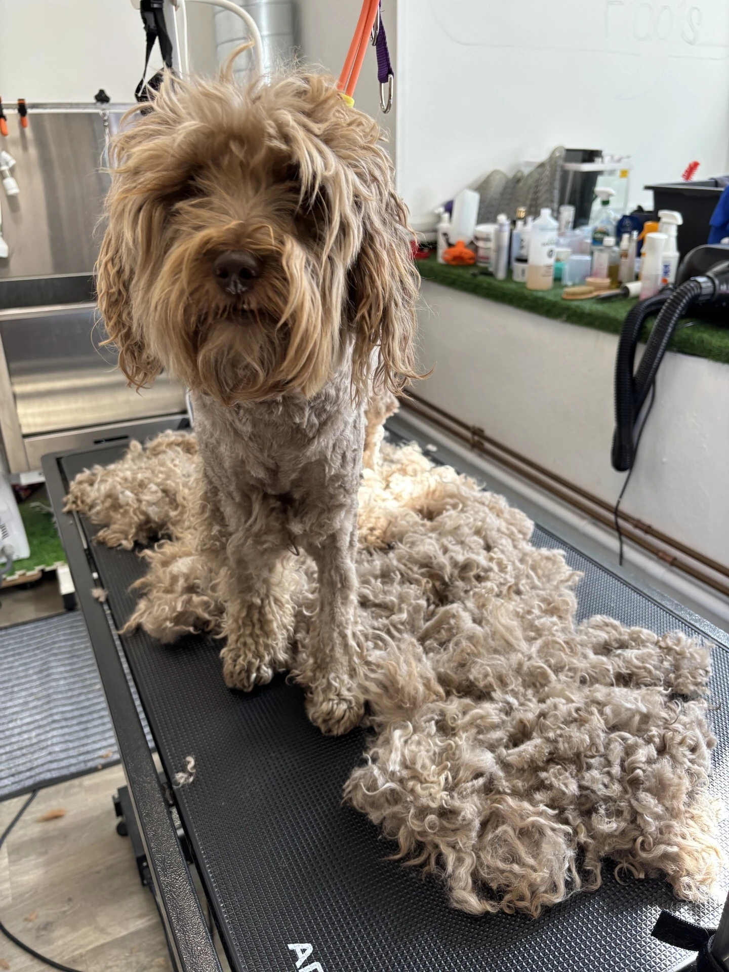 Fido's of Fitzrovia is planning to open a dog hotel