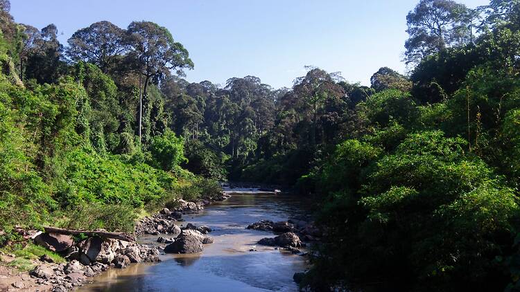 The world's tallest tropical tree is right here in Asia