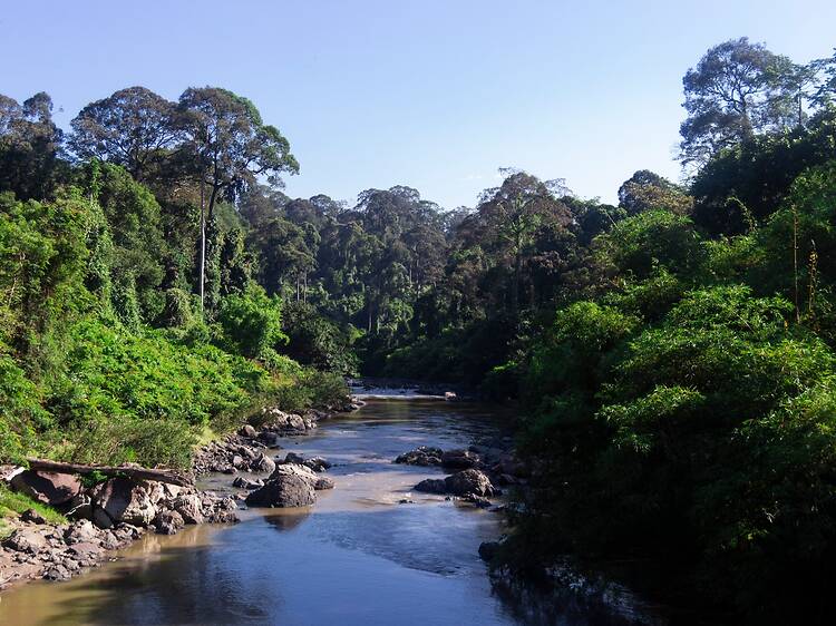 The world's tallest tropical tree is right here in Asia