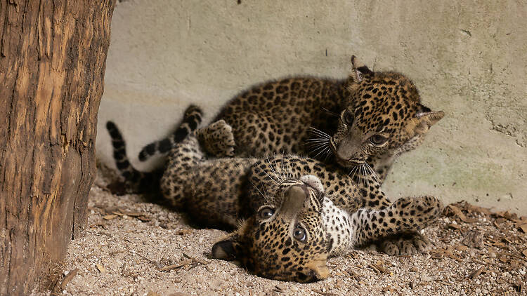 Leopard cubs singapore zoo