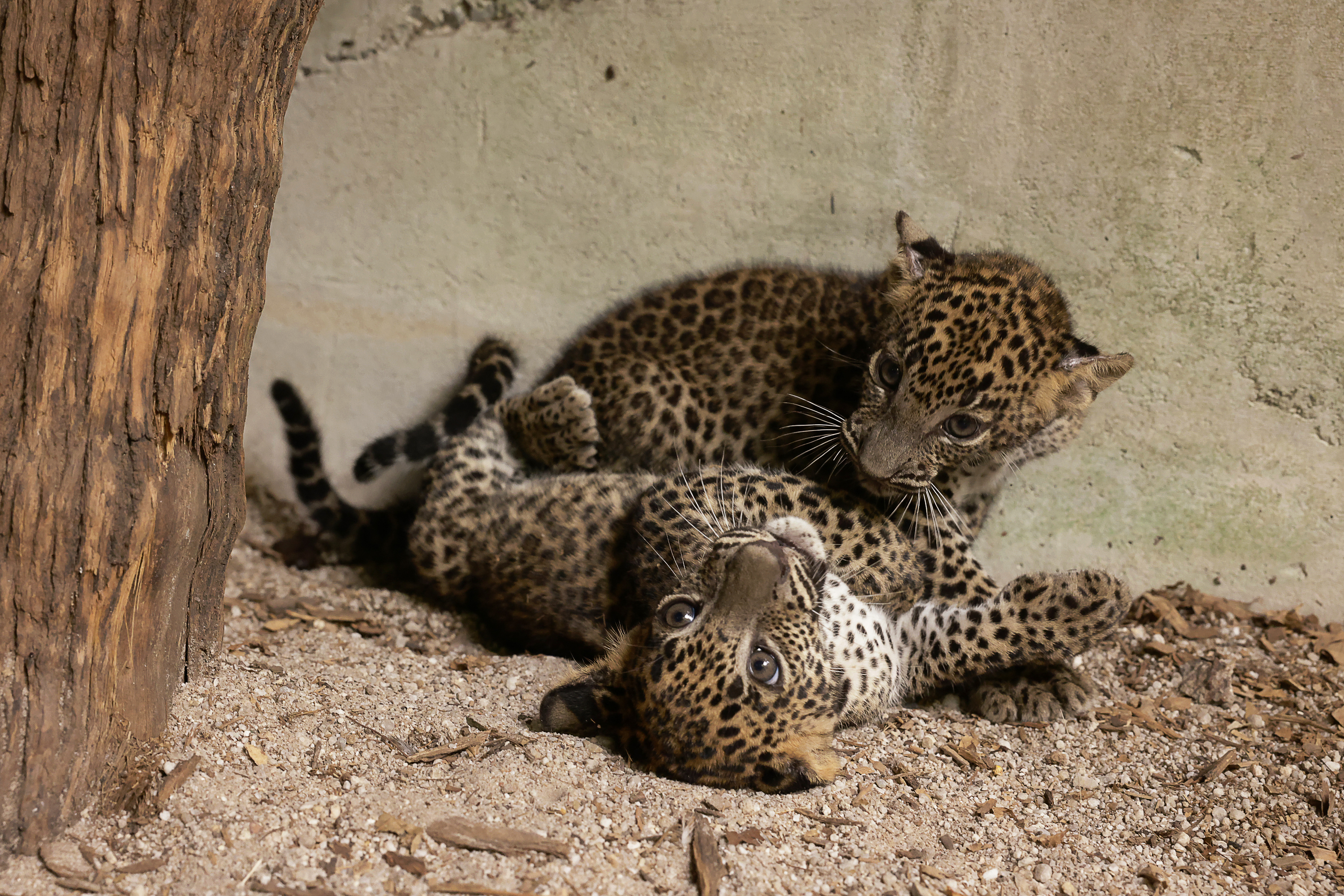 Singapore Zoo welcomes three endangered Sri Lankan leopard cubs – the first-ever litter