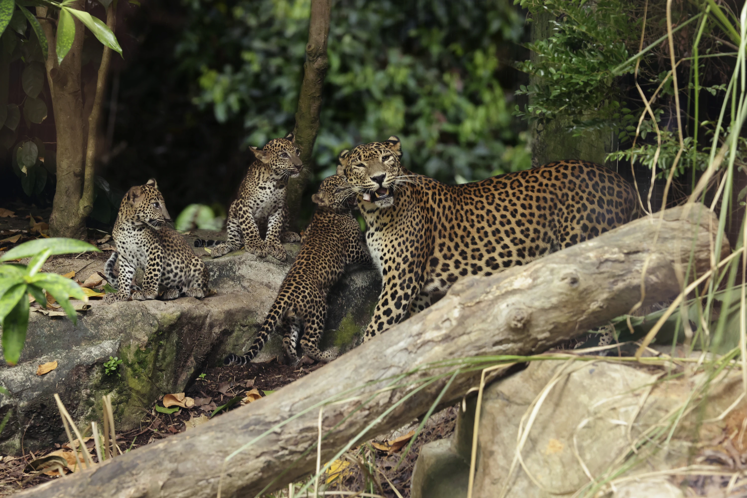 Leopard cubs singapore zoo