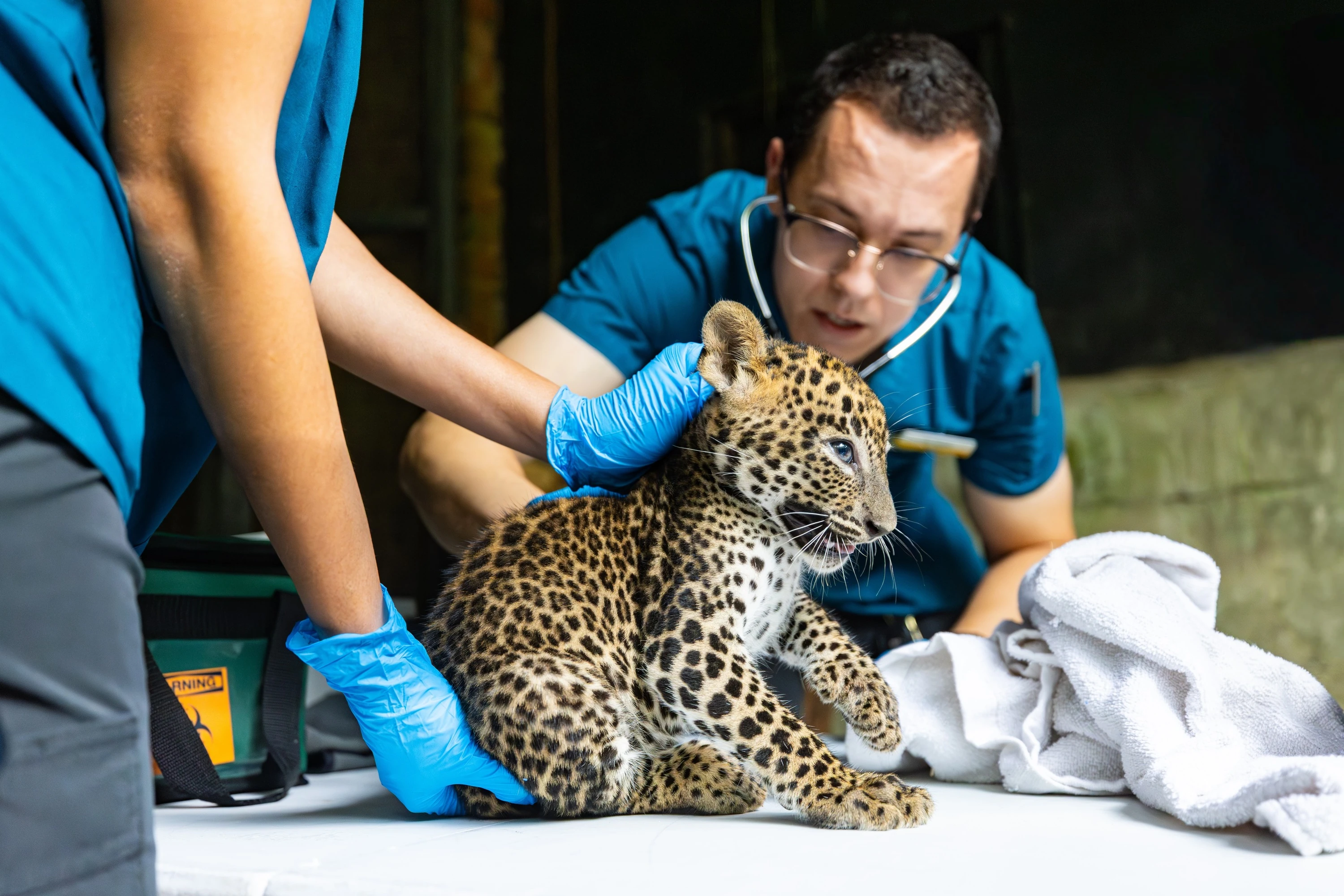A first health check for the leopard cubs singapore zoo