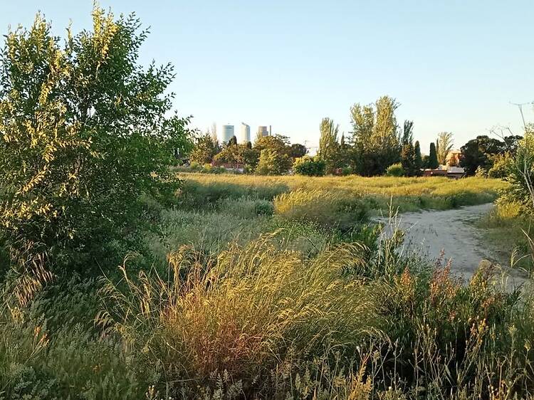Así será el nuevo bosque mediterráneo del norte de Madrid: más de 1.600 árboles, instalaciones deportivas, juegos infantiles y mesas de picnic