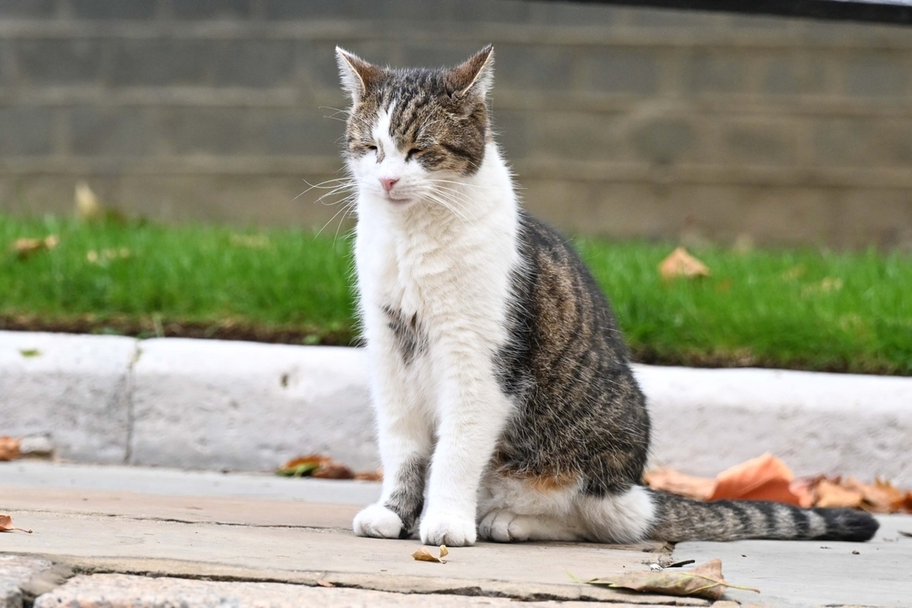 Larry the Downing Street cat