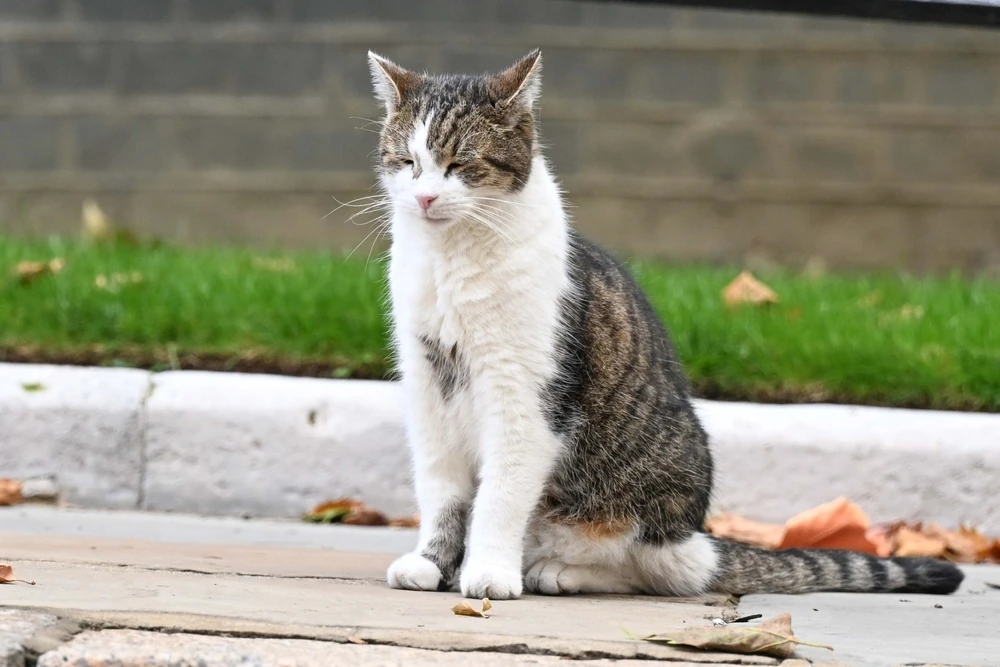 Larry the Downing Street cat