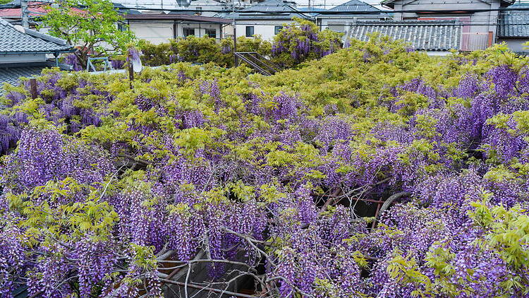 Wisteria Festival at Kajimoto Residence