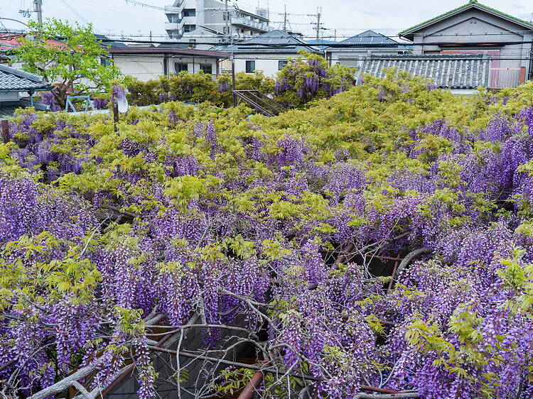 Wisteria Festival at Kajimoto Residence