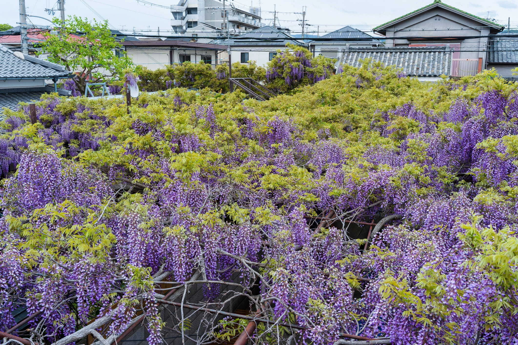 Wisteria at Kajimoto Residence