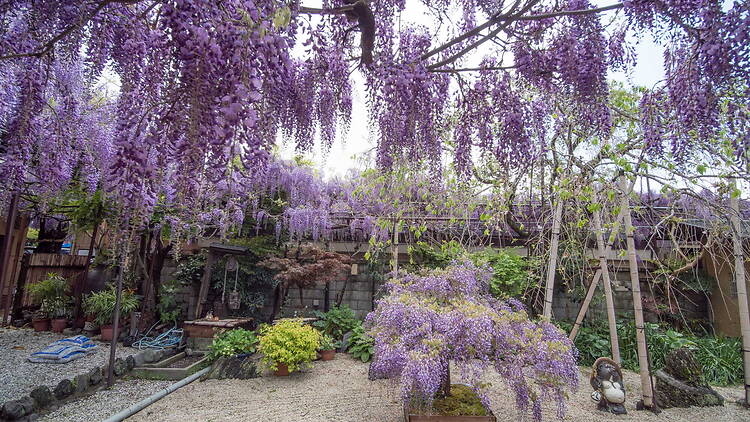 Wisteria at Kajimoto Residence