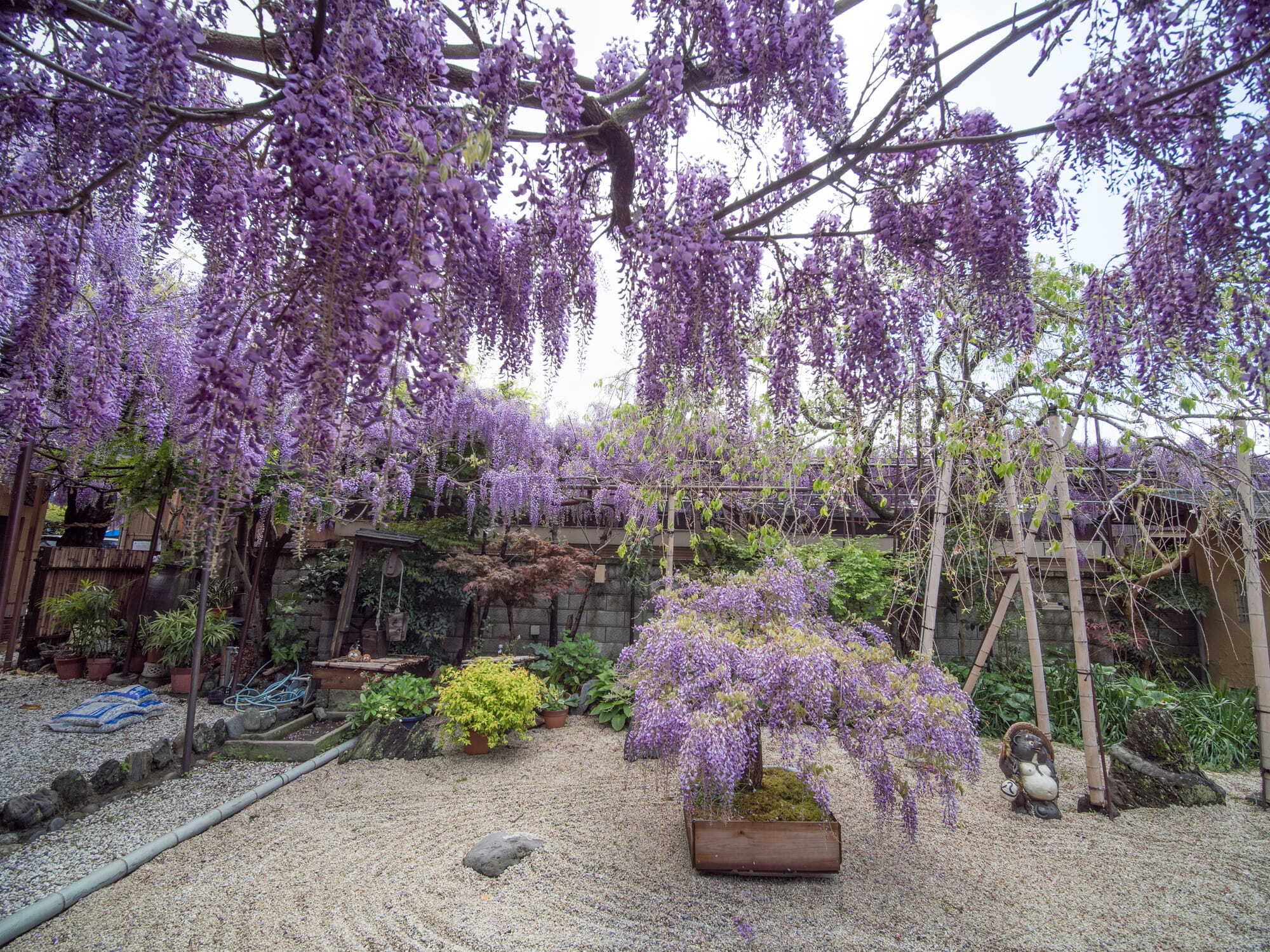 artificial wisteria tree Nearly Natural 5 ft Wisteria Silk Tree main image 1