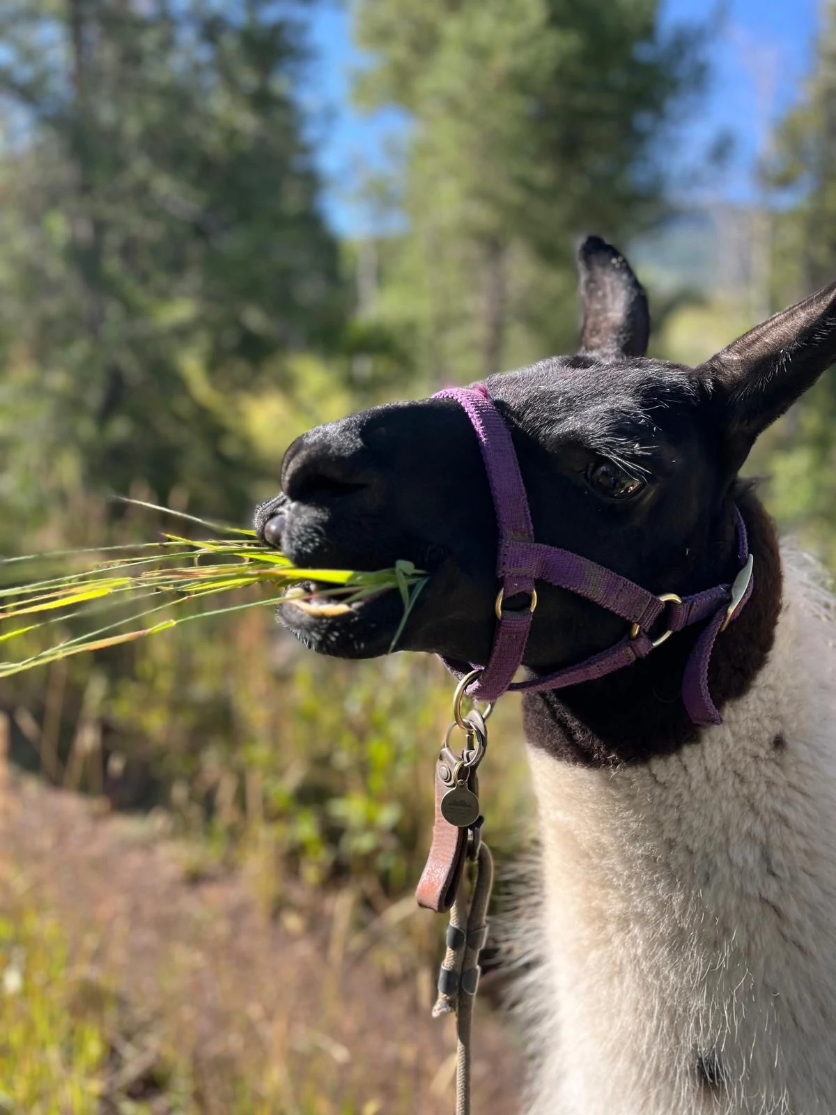 Hiking with llamas in Vail