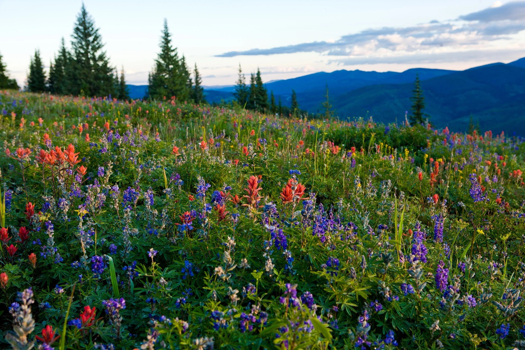 Wildflowers in Vail