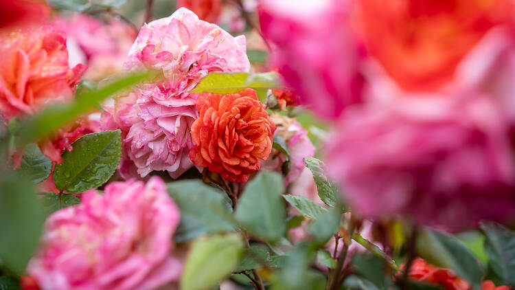 Competició de roses