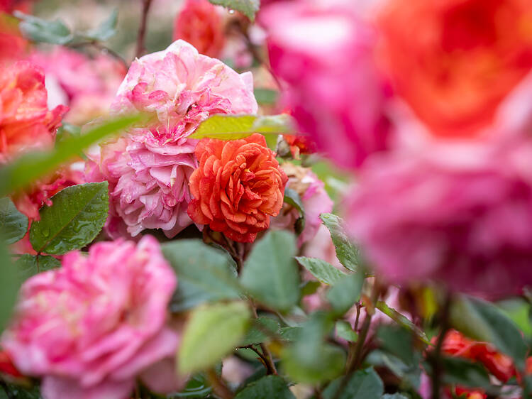 Competició de roses