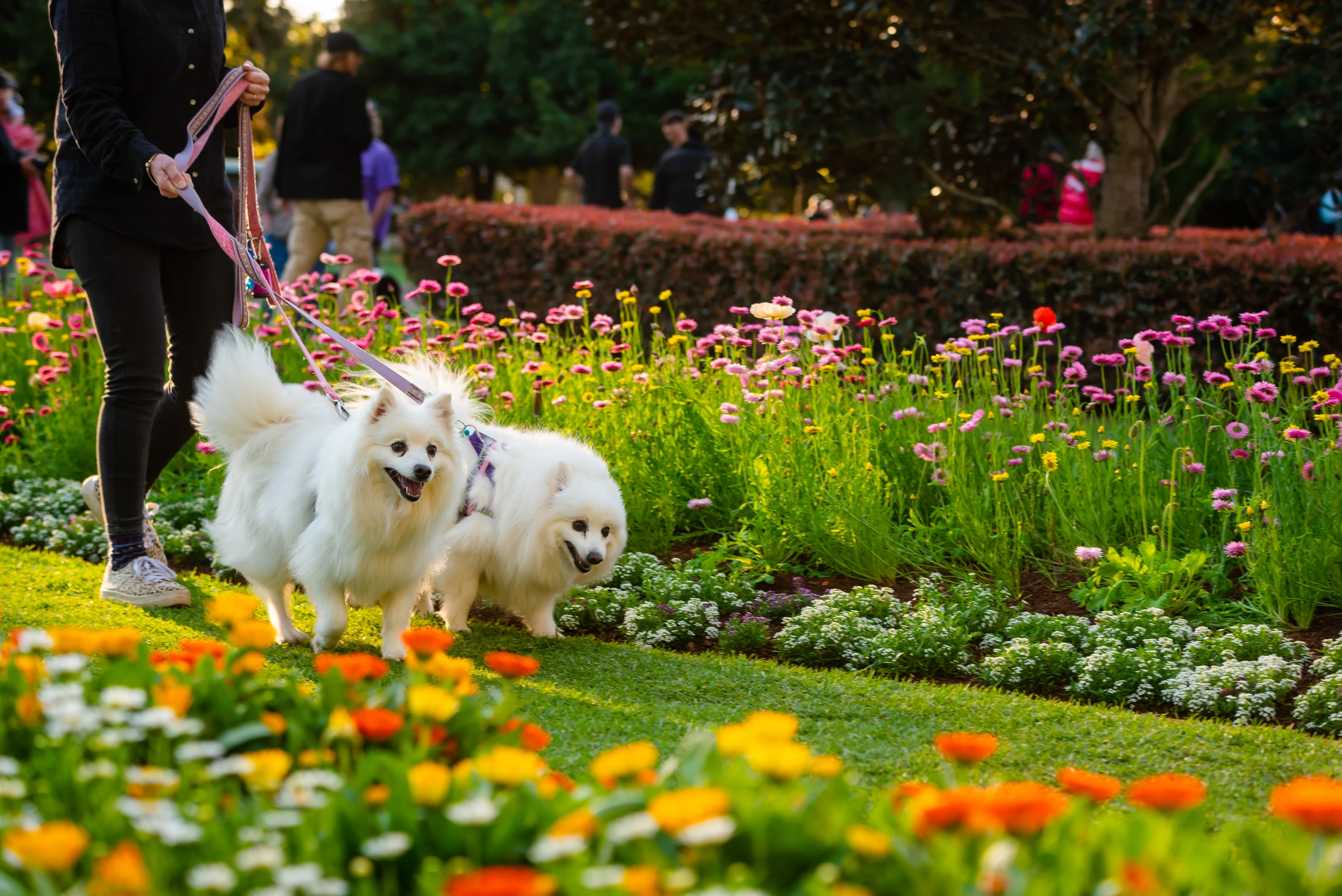 Dogs in park