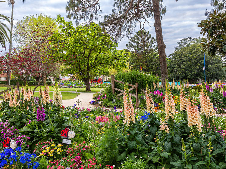 Australia’s longest-running floral festival is set to transform Toowoomba with 40 million petals this spring