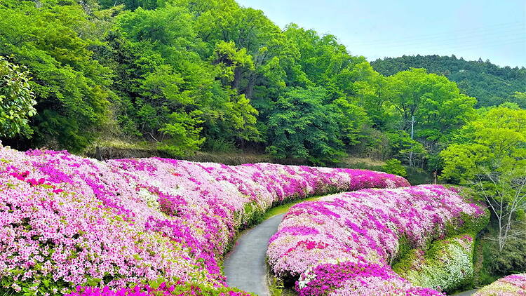Azalea Roll at Mt Ikoma