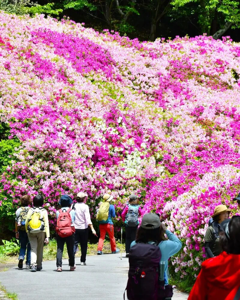 Azalea Roll at Mt Ikoma