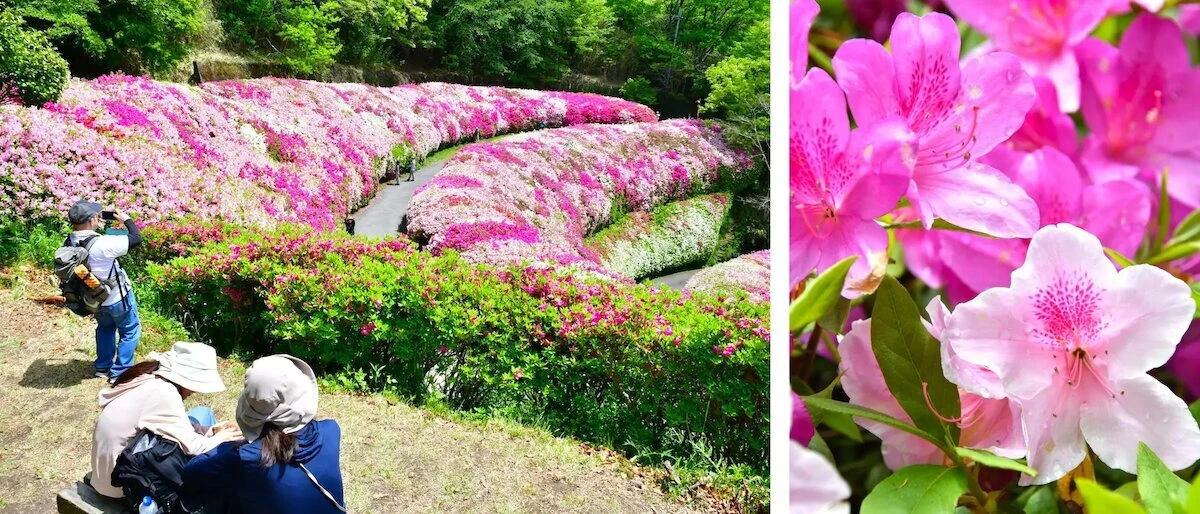Azalea Roll at Mt Ikoma