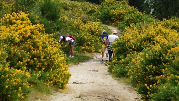 Festival del Cambroño. Sierra de Guadarrama