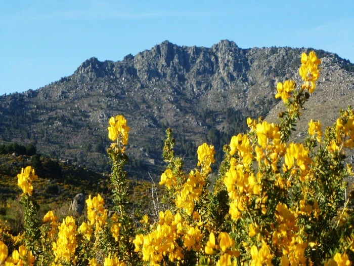 Festival del Cambro&ntilde;o. Sierra de Guadarrama