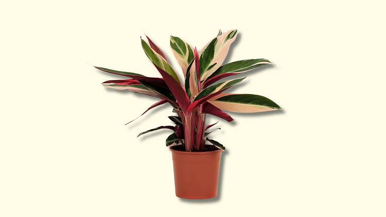 Planta Bioma