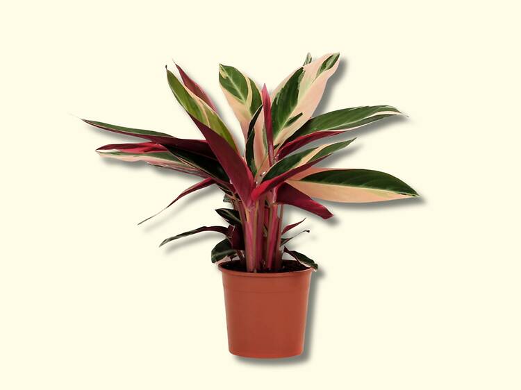 Planta Bioma