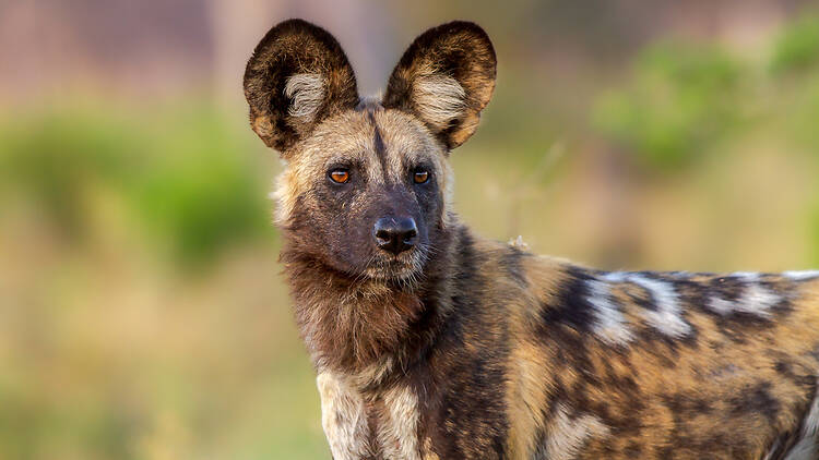 African Wild Dog