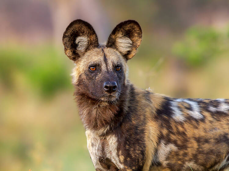 Here’s your chance to spot one of Africa’s rarest predators in KZN