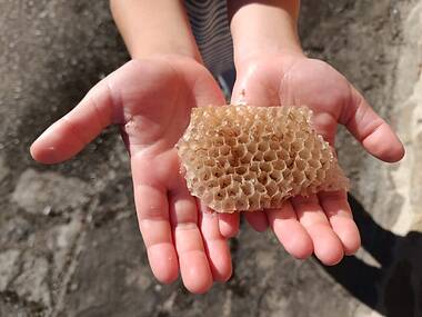 Abejas y hexágonos