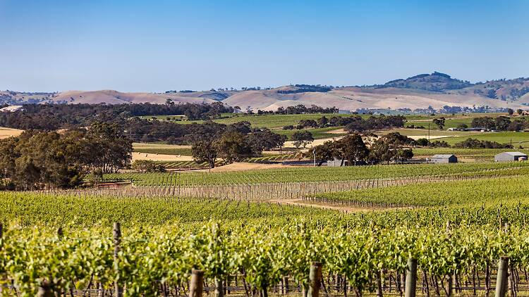 Vineyard overlooking mountains