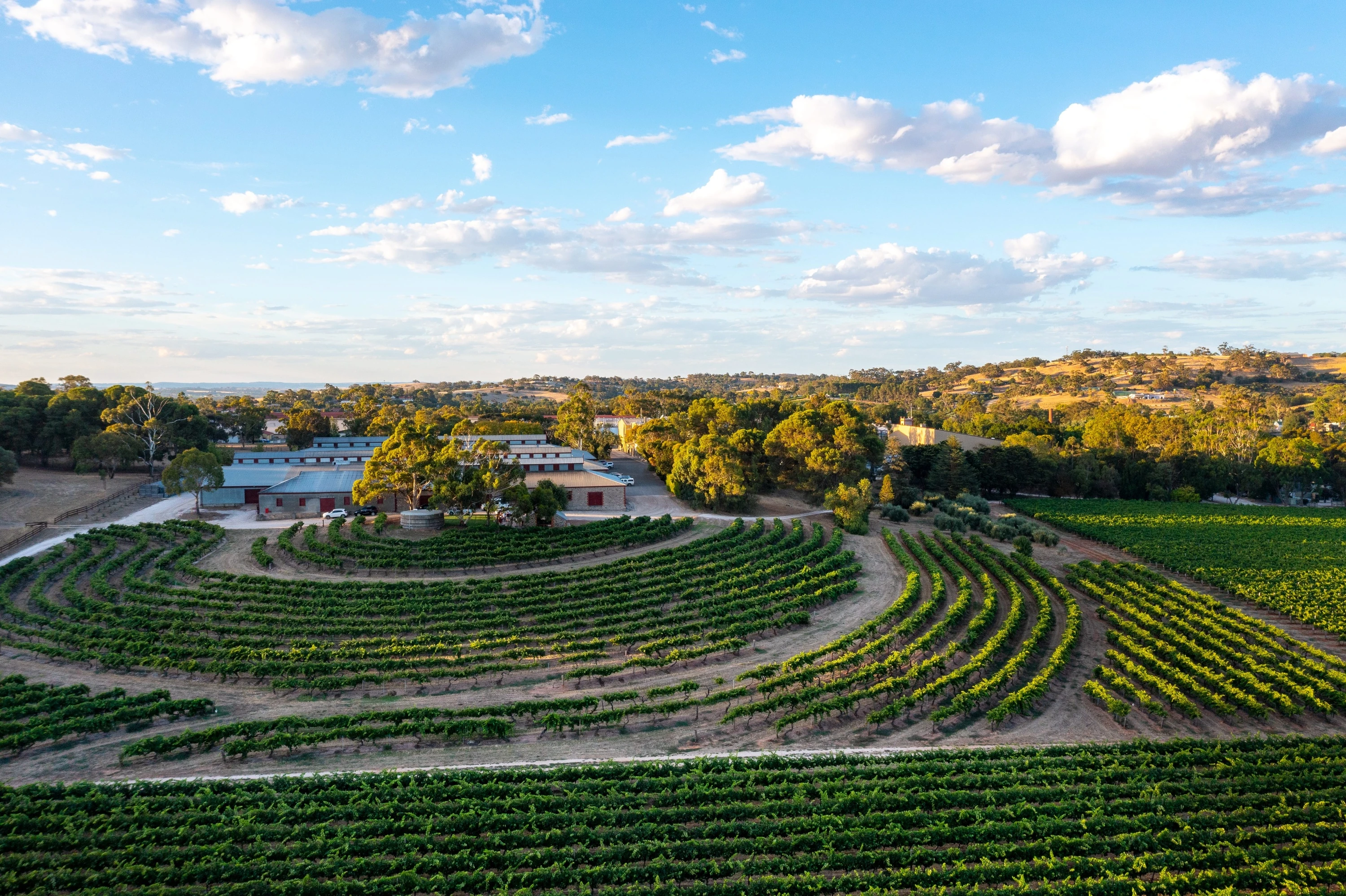 Vineyard