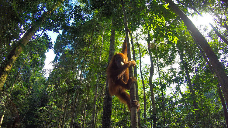 Best for wildlife and jungle trekking: Gunung Leuser National Park