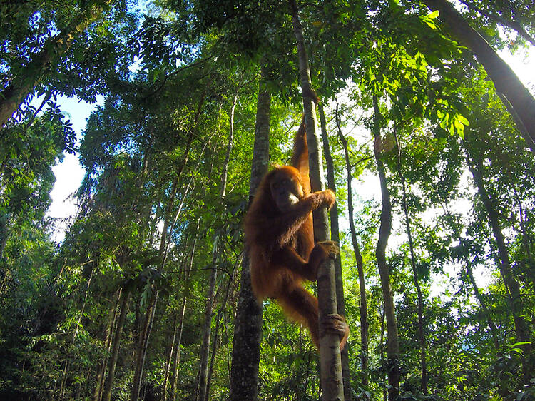 Best for wildlife and jungle trekking: Gunung Leuser National Park