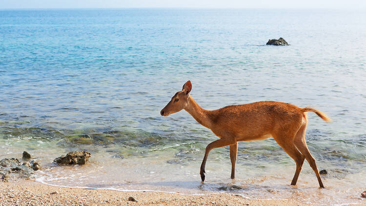 Best for coastal scenery: West Bali National Park